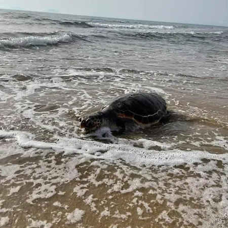 Anastasia! In Strofylia Pine Forest!!! Willa