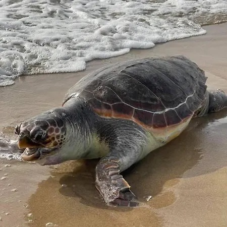 Anastasia! In Strofylia Pine Forest!!! Villa *