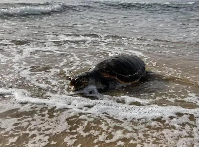 Anastasia! In Strofylia Pine Forest!!! Villa