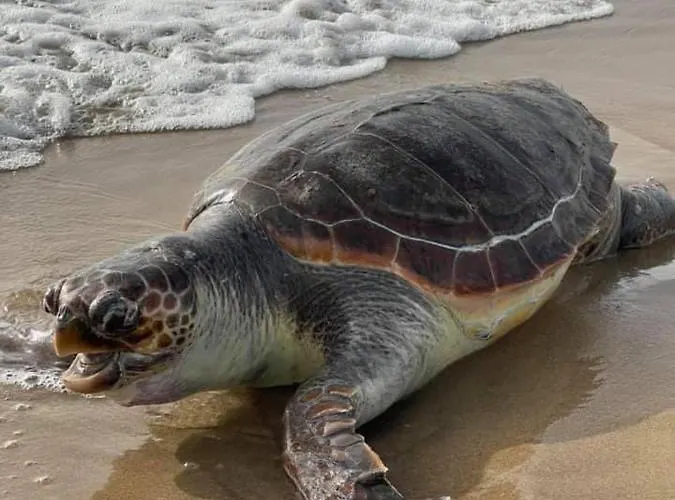 Anastasia! In Strofylia Pine Forest!!! 别墅 *